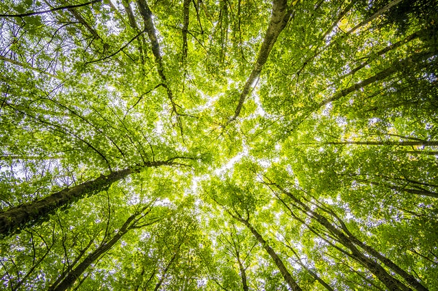 Blick in grüne Baumkronen