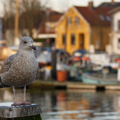 Eine Möve auf einem Poller im Eckernförder Hafen