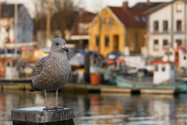 Eine Möve auf einem Poller im Eckernförder Hafen