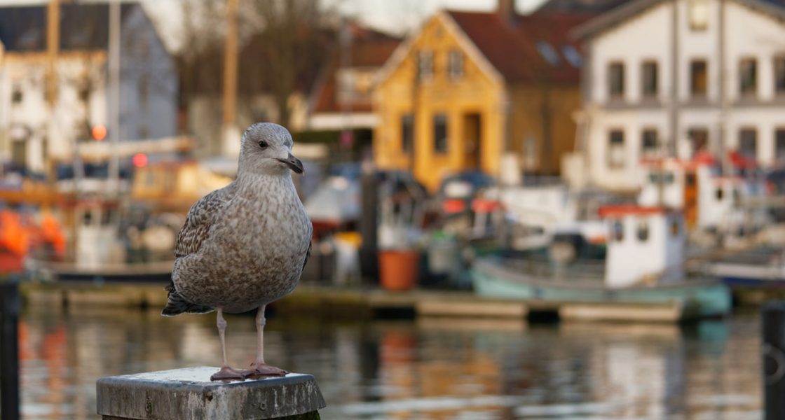 Eine Möve auf einem Poller im Eckernförder Hafen