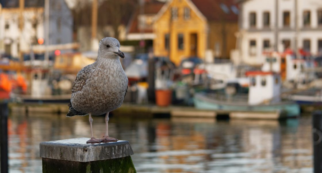 Möve auf einem Poller im Eckernförder Hafen
