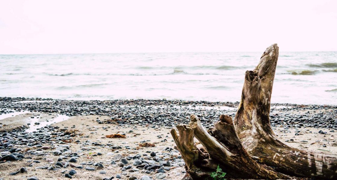 Ein verwaschener Baumstumpf am Strand